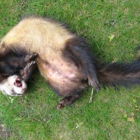 Ferret Polecat